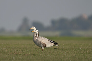 Bar-headed goose is a goose that breeds in Central Asia 