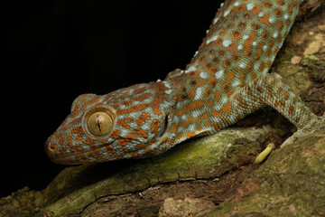 Common tokay gecko ( Gekko gecko ) on the tree bark