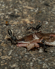 Ants feeding on a dead snake