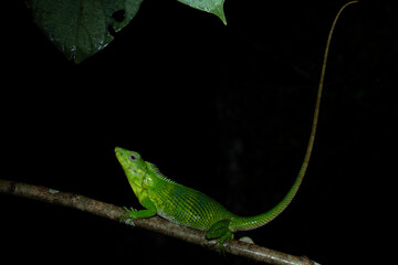 Calotes nemoricola, the Nilgiri forest lizard, is an agamid lizard found in the Western Ghats of India.