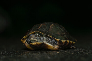 The Indian black turtle or Indian pond terrapin (Melanochelys trijuga)