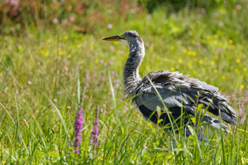 Grey heron from the side, plumage of gray heron, heron on a meadow with pink flowers, gray heron on a summer meadow, sunshine and on a flower meadow