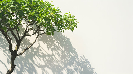 Shadow of leaves tree on white background. Sun day. Overlay, copy space.