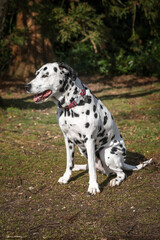 Dalmatian dog sitting under a tree in the sun