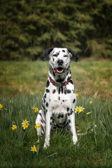 dalmatian dog sitting in the forest in the summer with daffodils