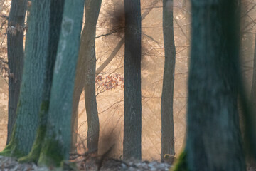 Oak forest with morning light fog and dried leaves of trees in Czech Republic
