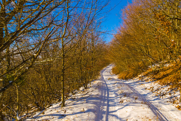 rural road through the winter snowbound forest