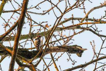 Woodpecker sitting on a branch in an oak forest in the Czech Republic