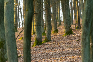 Oak forest with morning light fog and dried leaves of trees in Czech Republic