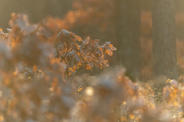 Oak forest with morning light fog and dried leaves of trees in Czech Republic