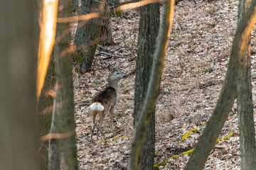 Roe deer standing in an oak forest in the Czech Republic