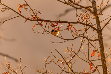 Great tit sitting on a branch in an oak forest in the Czech Republic