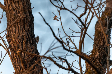 A small songbird, a blackbird, sitting on a branch in an oak forest in the Czech Republic
