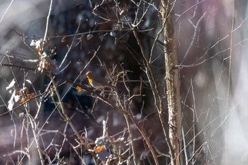 A small songbird, a blackbird, sitting on a branch in an oak forest in the Czech Republic