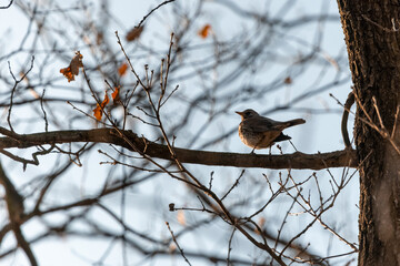 A small songbird, a blackbird, sitting on a branch in an oak forest in the Czech Republic