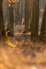 Oak forest with morning light fog and dried leaves of trees in Czech Republic