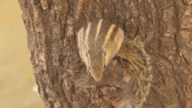 Indian Palm Squirrel with that classic &lsquo;just woke up&rsquo; look! The morning sun in Gir Forest is warming things up, but this little one seems to need a few more minutes to shake off the sleepiness.