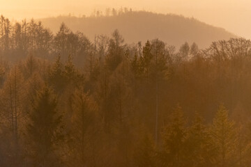 Oak forest with morning light fog and dried leaves of trees in Czech Republic