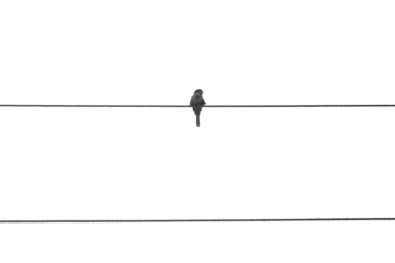 Birds on the wire. Vector, Black birds silhouettes sitting on rope or voltage line. Isolated wall sticker template with bird. Tiny flying forest characters,background
