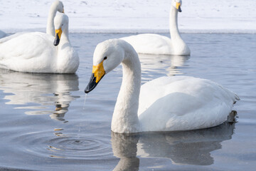 屈斜路湖で温泉に浸かる白鳥たち