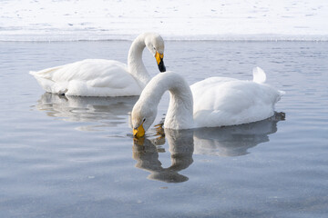 Obraz premium 屈斜路湖で温泉に浸かる白鳥たち