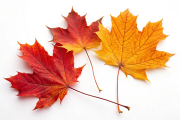 Obraz premium Maple Autumn Leaves in Rich Red and Orange Hues, Scattered on a White Isolated Background, Highlighting the Beauty and Vibrancy of Fall’s Seasonal Colors.