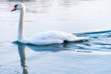 Fototapeta premium mute swan cygnus olor, on the lake, close up, portrait 