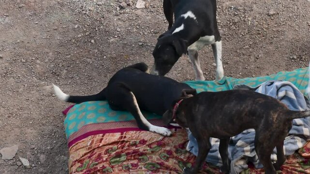Dogy's are playing on farmer coat