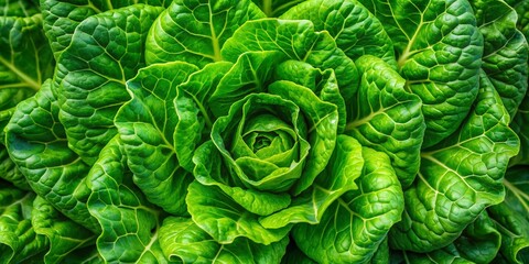 Obraz premium Aerial View of Fresh, Vibrant Lettuce Leaves, Showcasing the Intricate Patterns and Textures of Lush Green Foliage in a Sunlit Garden Setting for Stock Photography