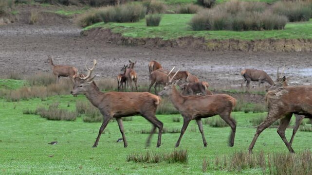 Herd of young red deer (Cervus elaphus) stags passing roaring male with big antlers guarding its harem in grassland during the rut in autumn / fall