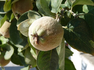 Unripened Peach on the Branch: A Close-Up of Growth and Potential in Nature’s Cycle, Framed by Healthy Green Leaves and Sunlit Serenity.