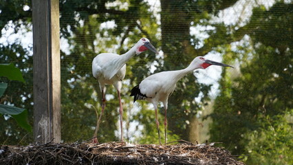 Maguari Stork Couple with Red-Shinned Bill-Clapping Display