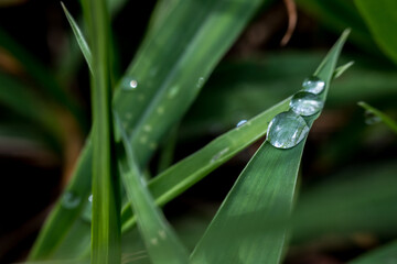 Close-up of green leaves with water droplets, reflecting light and creating a shiny appearance. The elongated leaves have a smooth texture and a blurred background.