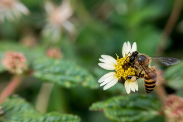 A close-up of a bee collecting nectar from a yellow flower, with wings clearly visible and intricate body details in sharp focus