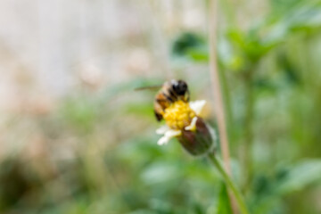 A blurry, unfocused photo of a honeybee perched on a wildflower.