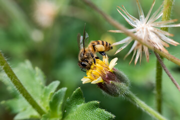 A close-up of a bee collecting nectar from a yellow flower, with wings clearly visible and intricate body details in sharp focus