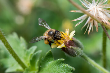 A close-up of a bee collecting nectar from a yellow flower, with wings clearly visible and intricate body details in sharp focus
