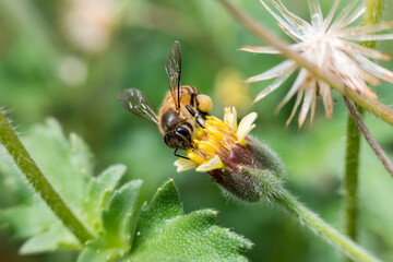 A close-up of a bee collecting nectar from a yellow flower, with wings clearly visible and intricate body details in sharp focus