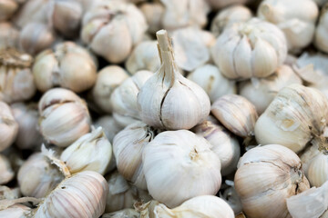 Close-up view of garlic bulbs with a papery white and purple skin, highlighting their texture and details. Piled together, with one bulb prominently standing out.