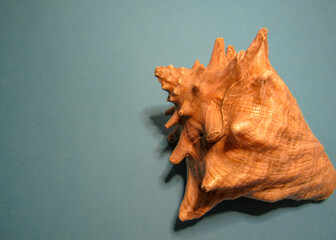 seashell on the beach