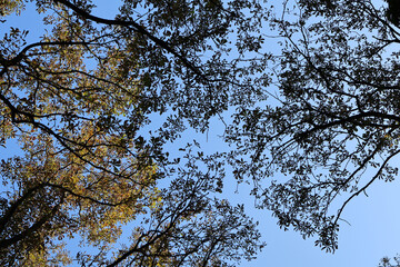 Obraz premium A minimalist view of tree branches in autumn, forming intricate silhouettes against a bright blue sky, showcasing nature's beauty