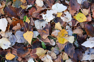 Close-up of a vibrant mix of fallen autumn leaves in shades of yellow, brown, and white scattered on a grassy ground, highlighting seasonal beauty