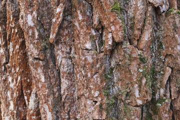 A detailed view of rugged and weathered tree bark with patches of green moss, highlighting natural textures and organic patterns in a forest setting