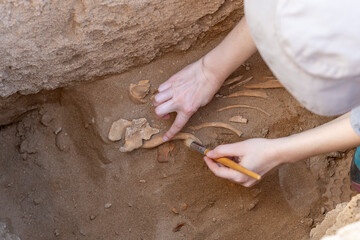 ARCHAEOLOGY HUMAN REMAINS