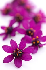 Purple Spring Flowers, Blooming Meadow Plant with Orange Center on Soft Focus Background