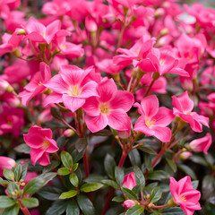 Beautiful wallpaper with pink flowers