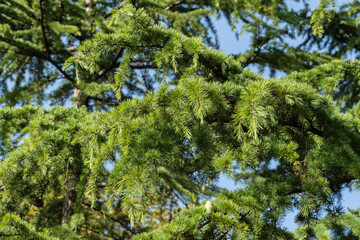 Beautiful climbing branches of Himalayan cedar (Cedrus Deodara, Deodar) growing in resort town in pedestrian area. Blurred background. Selective focus. Resort town in Adler. Nature concept for design