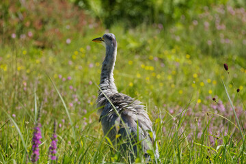 Grey heron from behind, plumage of gray heron, heron on a meadow with pink flowers, gray heron on a summer meadow, sunshine and on a flower meadow, 