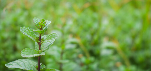 dark pink branchs nature backgrounf fresh mint leaves texture and background. green spearmint plant grow in the garden. freshness of organic peppermint leaf.