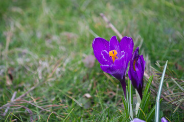 close-up of a purple crocus blooming in a green meadow. Spring flower